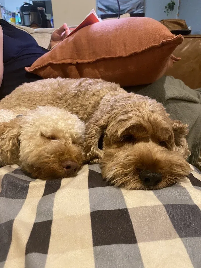 A dog napping peacefully on a soft blanket