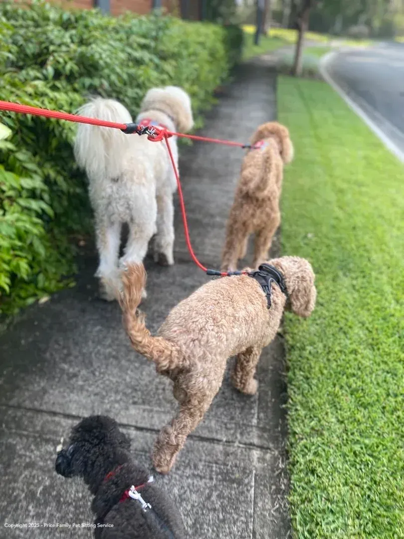 A dog out on a morning walk along the footpath