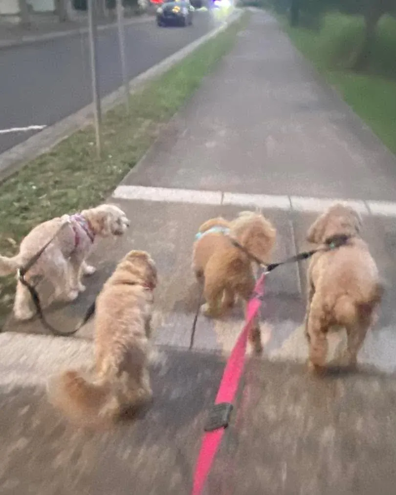 Guest dogs on a daily walk