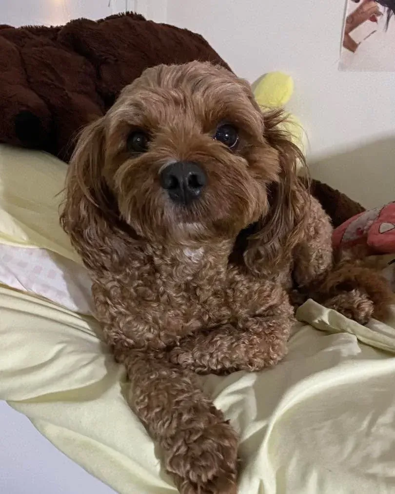 Ike the cocker spaniel at home